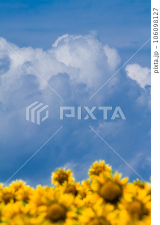 ひまわり畑と青空 106098127