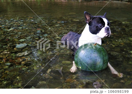 ときがわ町の都幾川に冷やしたスイカを前にして上流を見つめるボストンテリアのマイティ君♡ 106098199