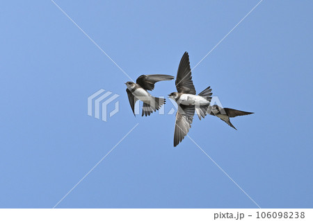 ショウドウツバメ㉕（北海道） 106098238