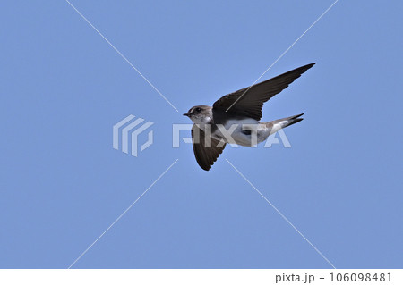 ショウドウツバメ排泄①(北海道) ショウドウツバメ排泄①(北海道) 106098481