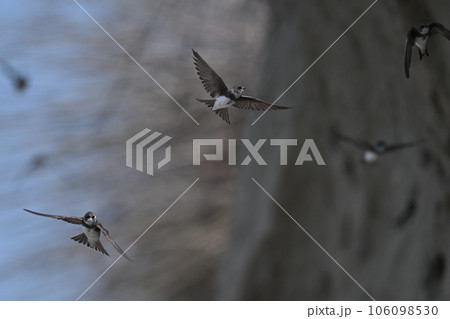ショウドウツバメ㉟（北海道） 106098530