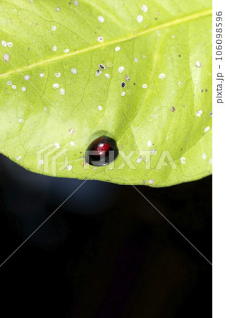 アカホシテントウ アカホシテントウ 106098596