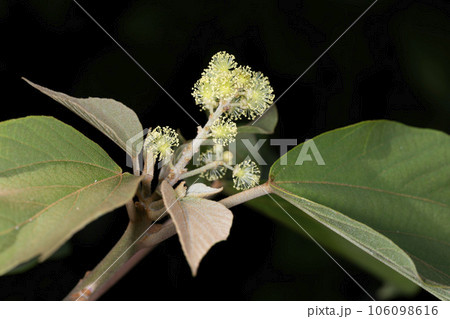 アカメガシワ アカメガシワ 106098616