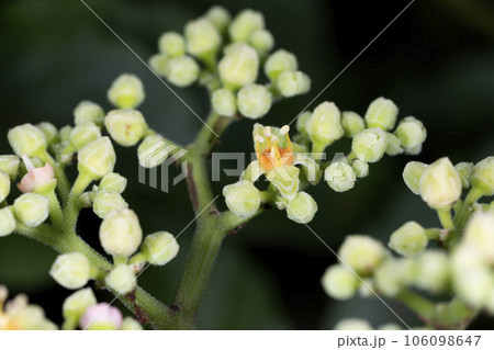 ヤブガラシ 106098647