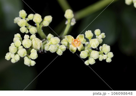 ヤブガラシ 106098648