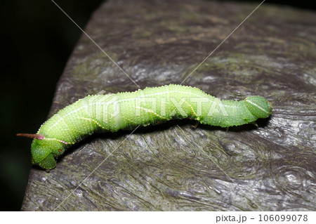 若草色の大型の芋虫、スズメガ科の幼虫が這う（マクロレンズ使用・自然光・接写写真） 106099078