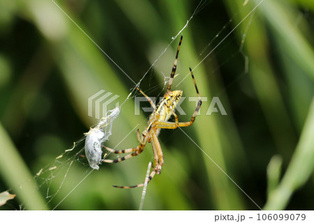 草地を背景に蜘蛛糸で獲物を簀巻きにするナガコガネグモ（マクロレンズ使用・自然光・接写写真） 106099079