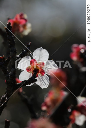 白い花びらが春の陽光に透ける梅の花の後ろ姿（マクロレンズ・自然光写真） 106099270