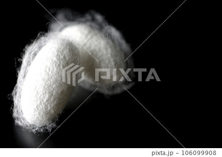 蚕が作り出す白い繭玉を黒背景で撮影 106099908