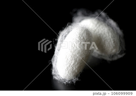 蚕が作り出す白い繭玉を黒背景で撮影 106099909
