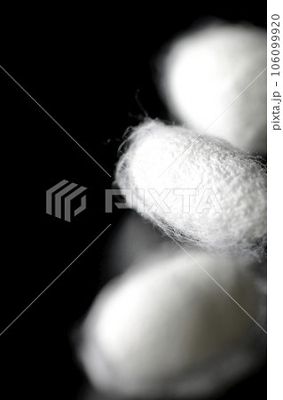 蚕が作り出す白い繭玉を黒背景で撮影 106099920