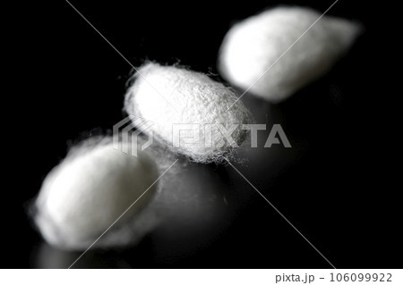 蚕が作り出す白い繭玉を黒背景で撮影 106099922