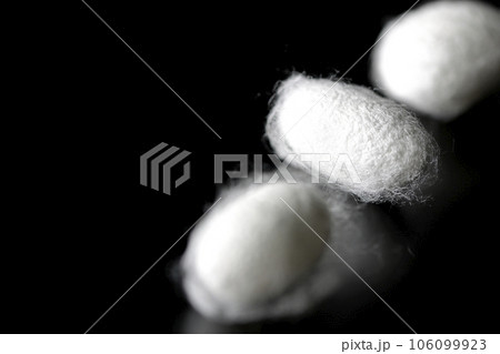 蚕が作り出す白い繭玉を黒背景で撮影 106099923