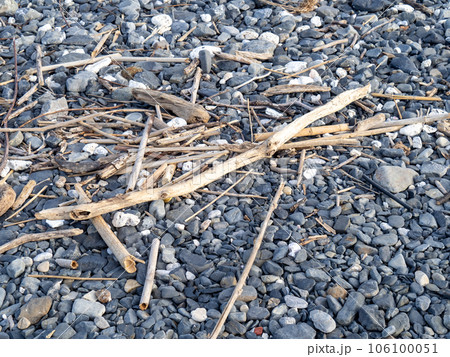 海岸の流木。 106100051