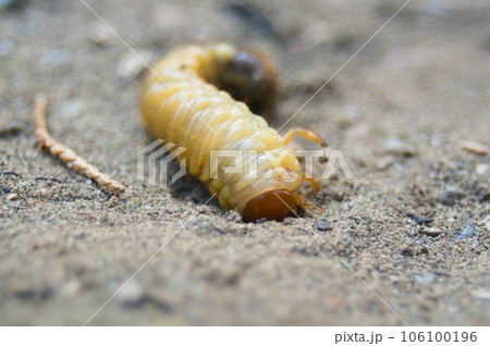 砂を掘るコガネムシの幼虫 砂を掘るコガネムシの幼虫 106100196