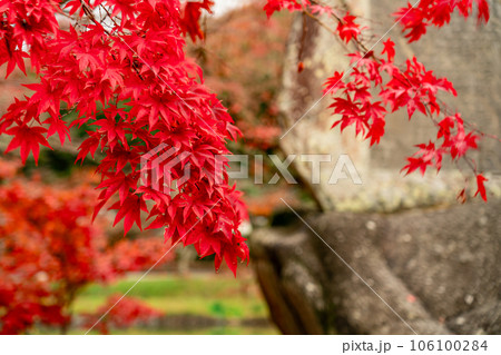 足守藩主大名庭園　晩秋の近水園　モミジの紅葉と石碑4　岡山県岡山市北区足守 106100284