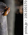 アブラゼミの羽化 106100370