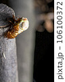 アブラゼミの羽化 106100372