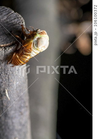 アブラゼミの羽化 106100372