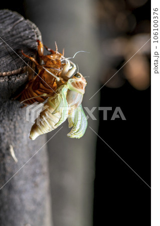 アブラゼミの羽化 106100376