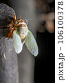 アブラゼミの羽化 106100378
