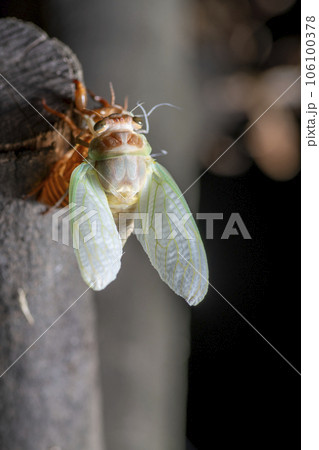 アブラゼミの羽化 アブラゼミの羽化 106100378