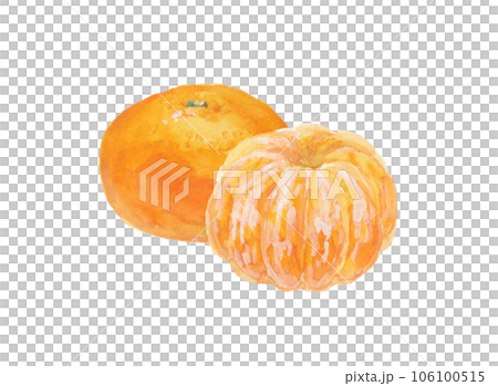 水彩絵の具で手描きしたリアルなみかんのイラスト 106100515