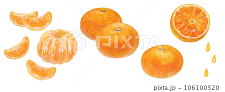 水彩絵の具で手描きしたリアルなみかんのイラスト 106100520