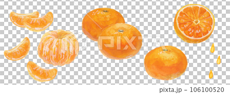 水彩絵の具で手描きしたリアルなみかんのイラスト 106100520