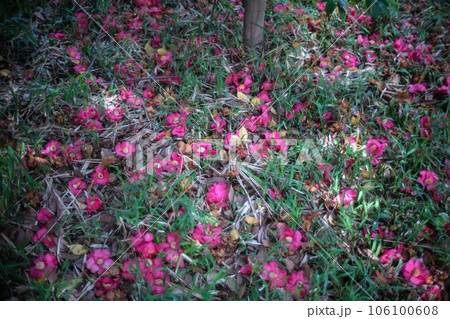 地面に落ちた椿の花々 106100608