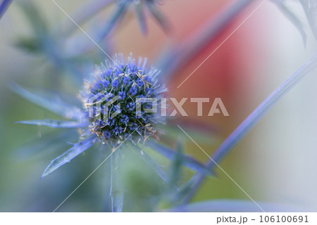 Eryngium planum, the blue eryngo or flat sea holly, is a plant in the family Apiaceae Eryngium planum, the blue eryngo or flat sea holly, is a plant in the family Apiaceae 106100691