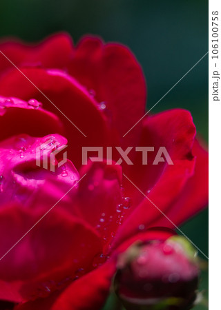 Dark red rose macro with water droplets 106100758