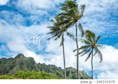 Kualoa mountain range panoramic view, famous filming location on Oahu island, Hawaii Kualoa mountain range panoramic view, famous filming location on Oahu island, Hawaii 106101078