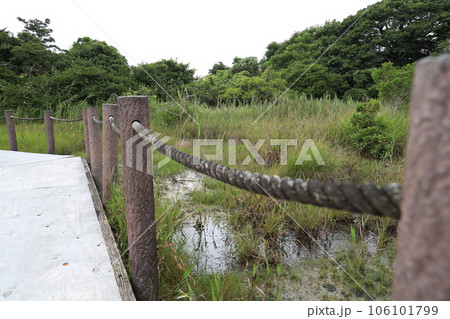 愛知県田原市の黒河湿地植物群落 106101799