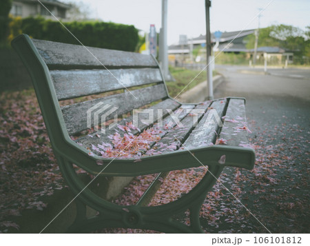 散った桜の花びらとベンチ 106101812