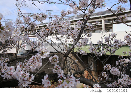 阪急電鉄芦屋川駅(兵庫県芦屋市)近くに咲く桜の花 106102191