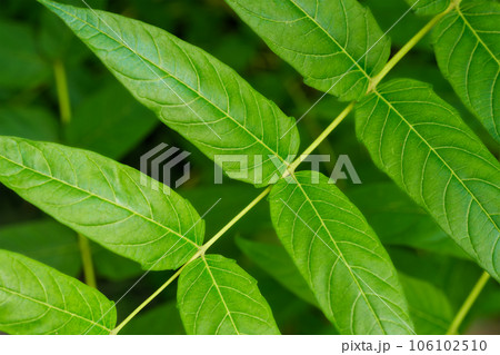 China-sumac Ailanthus altissima tree branch close up 106102510