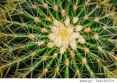 Echinocactus grusonii or Kroenleinia grusonii also known as golden barrel cactus, golden ball cactus close up 106102514