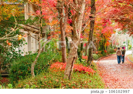 紅葉の利玄みち1 岡山県岡山市北区足守 紅葉の利玄みち1 岡山県岡山市北区足守 106102997