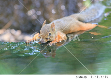 水辺で腹ばいになって体を冷やすリス　熱中症予防 106103215