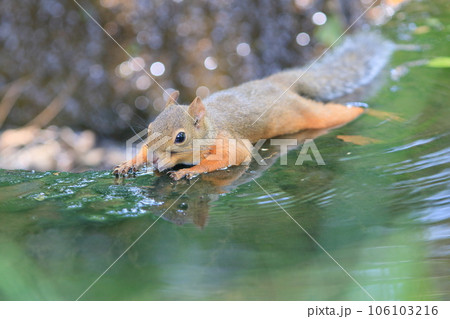 水辺で腹ばいになって体を冷やすリス　熱中症予防 106103216