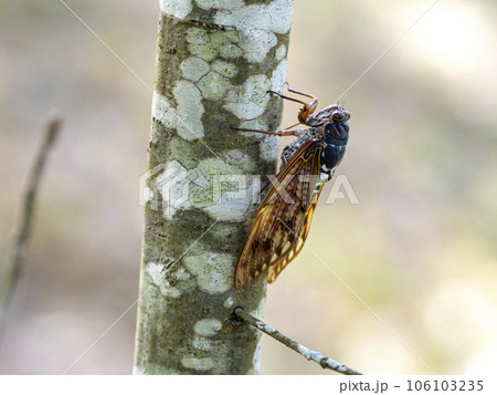 木にとまるアブラゼミ 木にとまるアブラゼミ 106103235