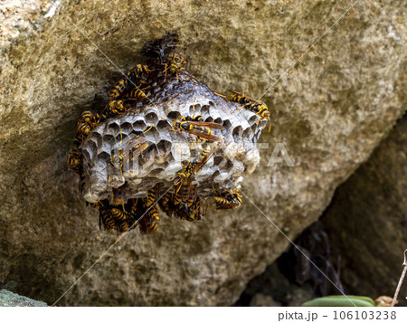 大きくなったキアシナガバチの巣 大きくなったキアシナガバチの巣 106103238