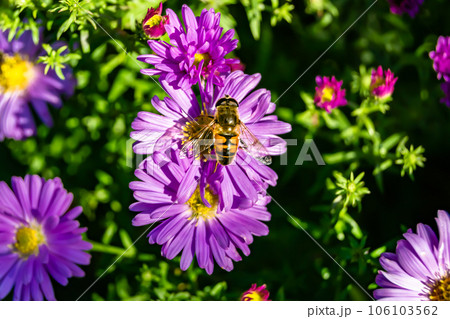 Beautiful wild flower winged bee on background foliage meadow 106103562