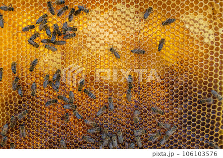 Abstract hexagon structure is honeycomb from bee hive filled 106103576