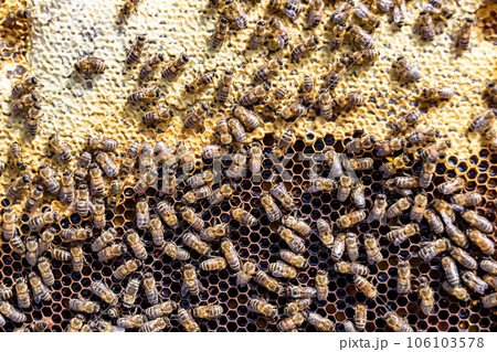 Abstract hexagon structure is honeycomb from bee hive filled 106103578