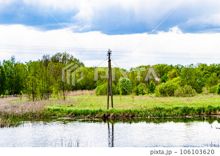 Beautiful grass swamp reed growing on shore reservoir in countryside Beautiful grass swamp reed growing on shore reservoir in countryside 106103620