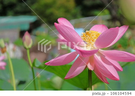 【動画あり】蓮の花・大賀蓮 【動画あり】蓮の花・大賀蓮 106104594