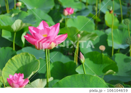 【動画あり】蓮の花・大賀蓮 【動画あり】蓮の花・大賀蓮 106104659
