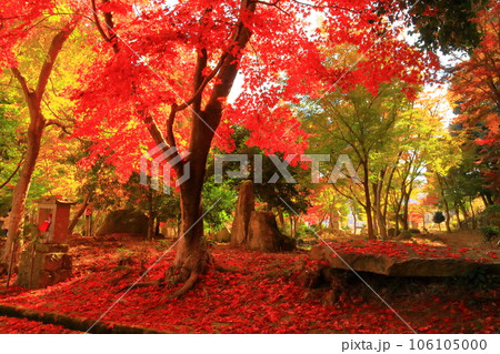 西林寺(兵庫県西脇市)仏教寺院の紅葉 西林寺(兵庫県西脇市)仏教寺院の紅葉 106105000